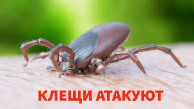 Если укусил клещ… Если укусил клещ…